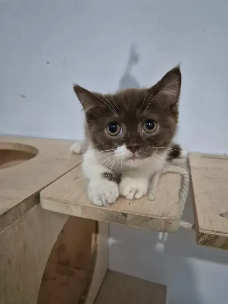 Bsh bico coklat betina