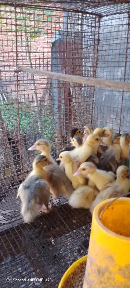 Anak entok rambon Silangan