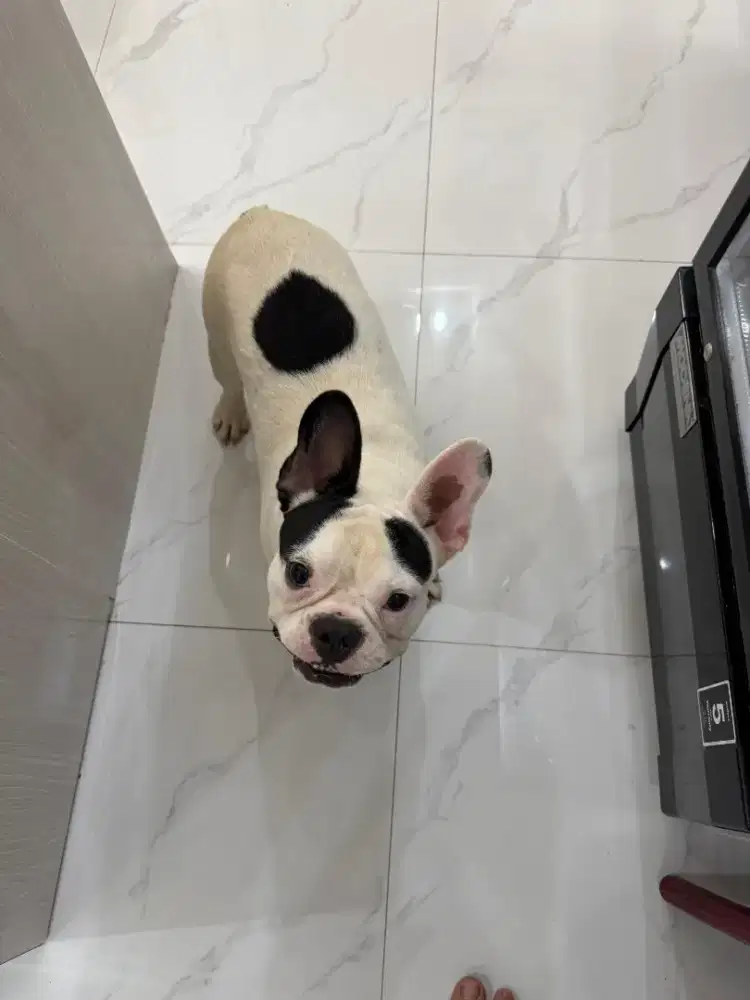 Dijual Anjing French Bulldog usia 9bulan stambum vaksin lengkap semua