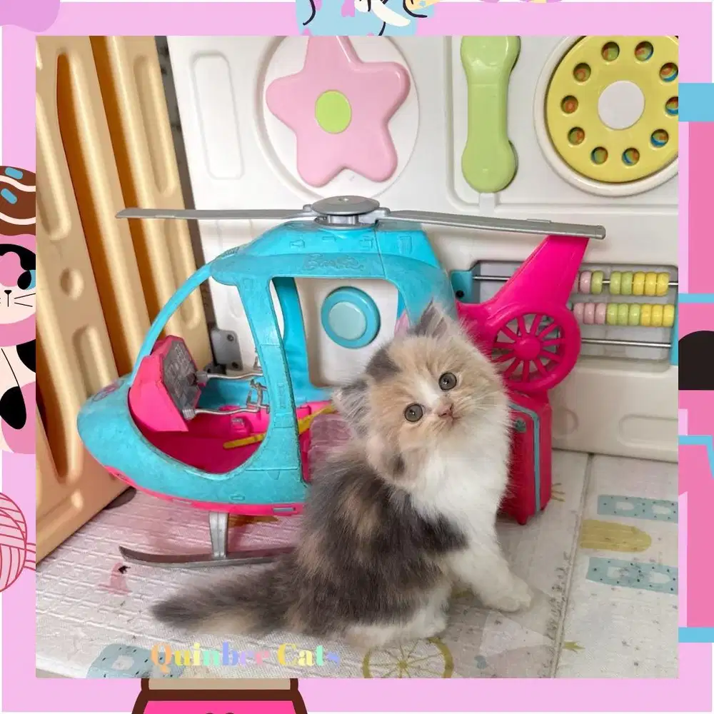 Kucing Persia Flatnose Betina Dilute Calico