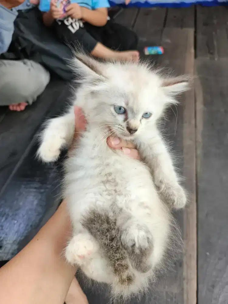 Kitten Anggora 3-6 Bulan dan Dome