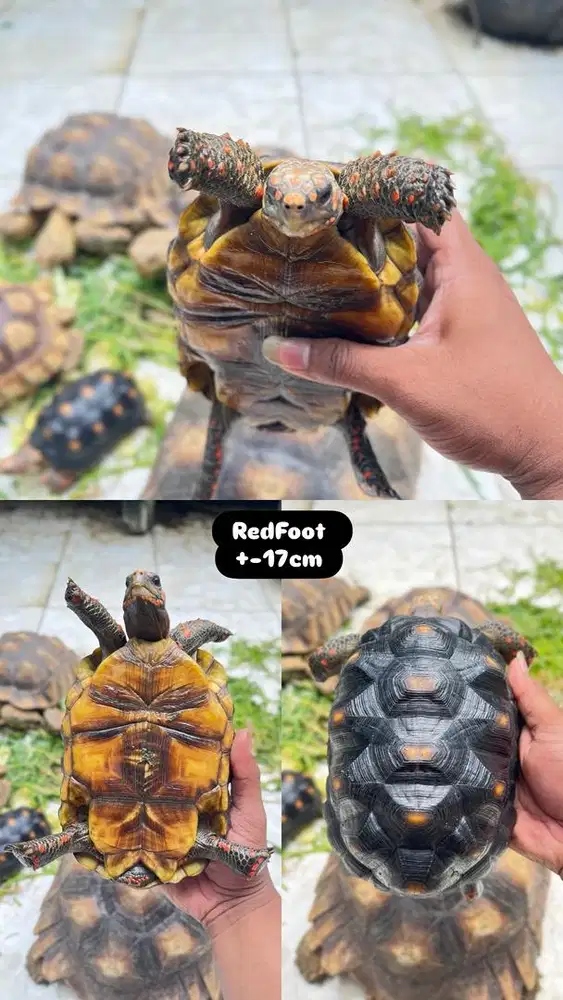 Redfoot pedas menyala