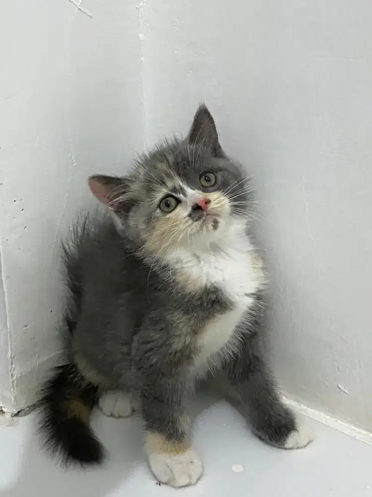 Kucing kitten persia mix BSH