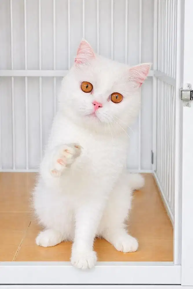 British shorthair pejantan nonped