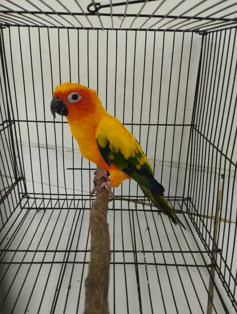 Sun conure jantan dewasa
