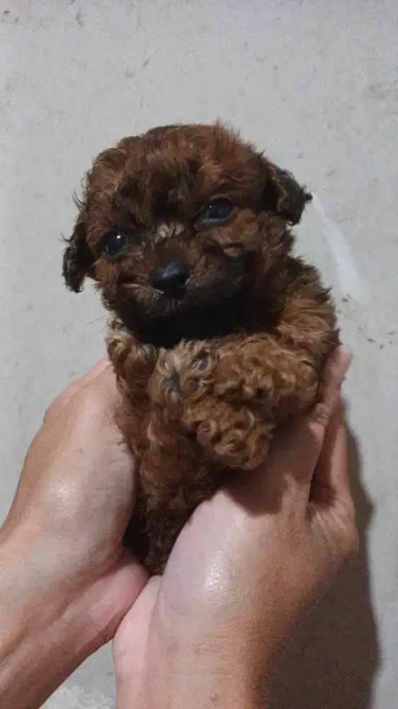 Toy poodle phantom jantan