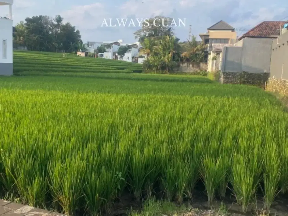 tanah disewakan area tumbak bayuh dekat dengan pantai pererenan