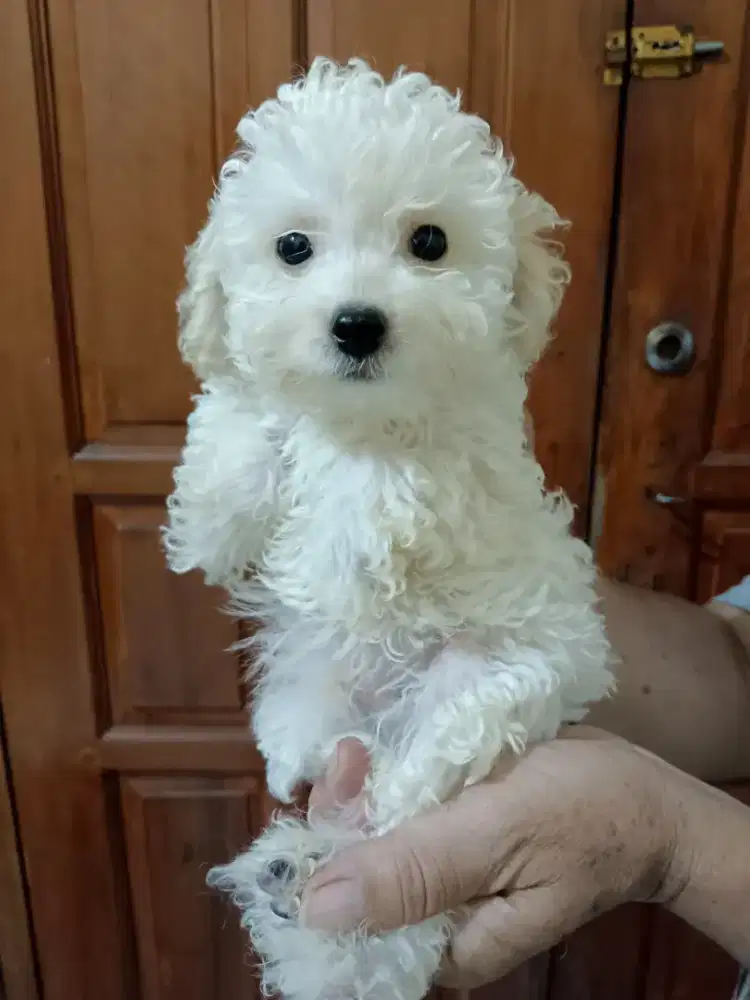 Puppy poodle apricot