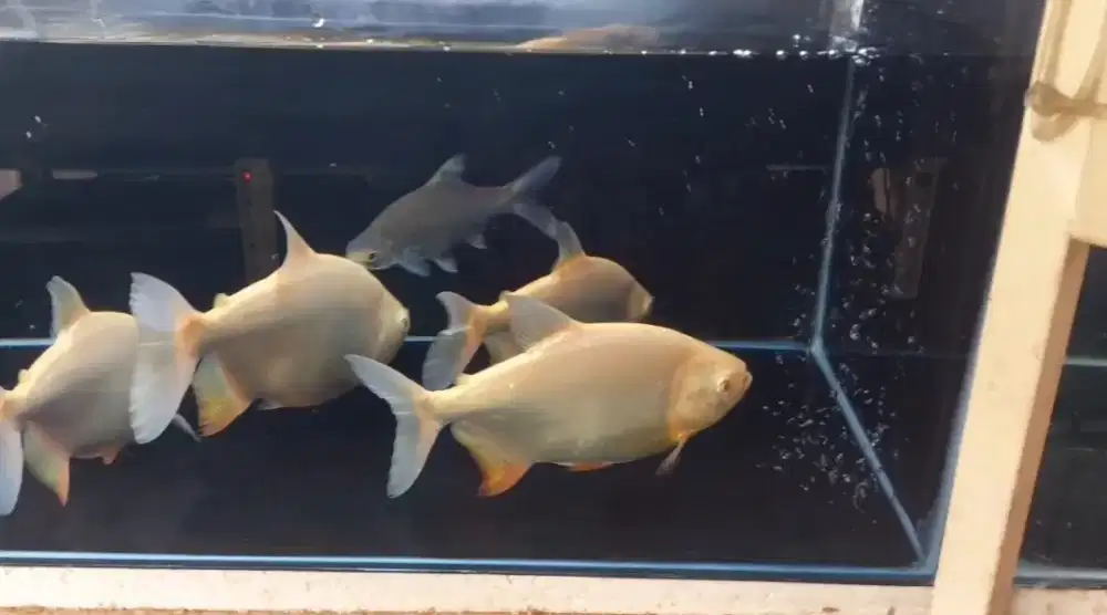 Ikan pacu albino ukuran 5jarian