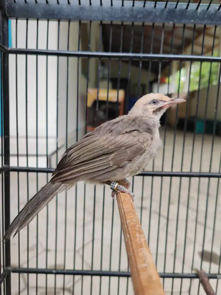 Paud cucak Rowo trah hutan prospek