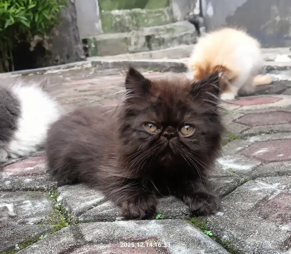 Kitten Persian Peaknose & Flatnose (sepasang)