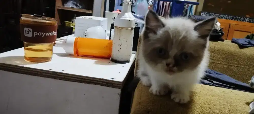 Anak Kucing British sottihs mix persia