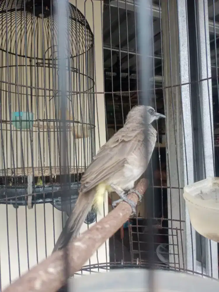 Trotoan jinak medang bandul panjang