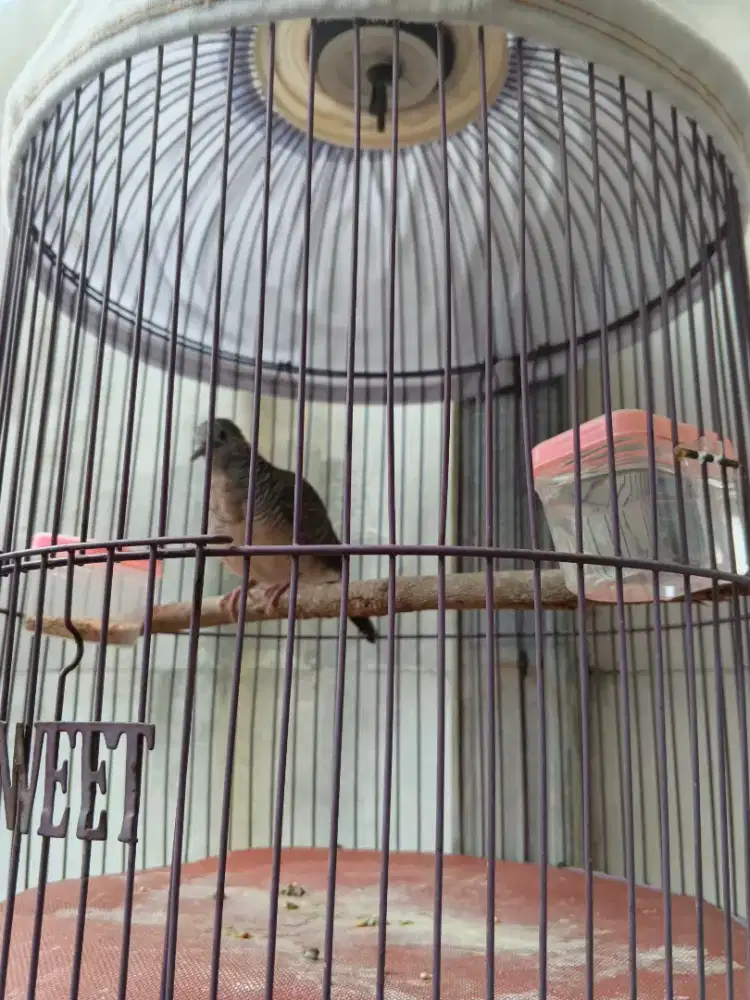 Perkutut lokal alam dari lolohan