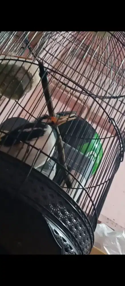 Jalak siren bgomong gacor isian