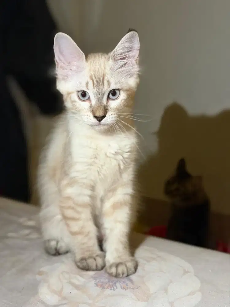 Open Adopsi Kitten Persia Ragdoll