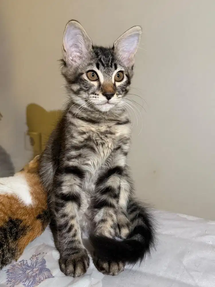 Open Adopsi Kitten Persia