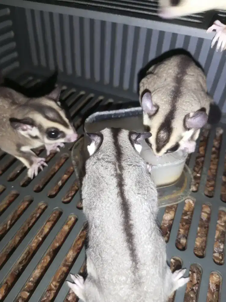 sugar Glider grey