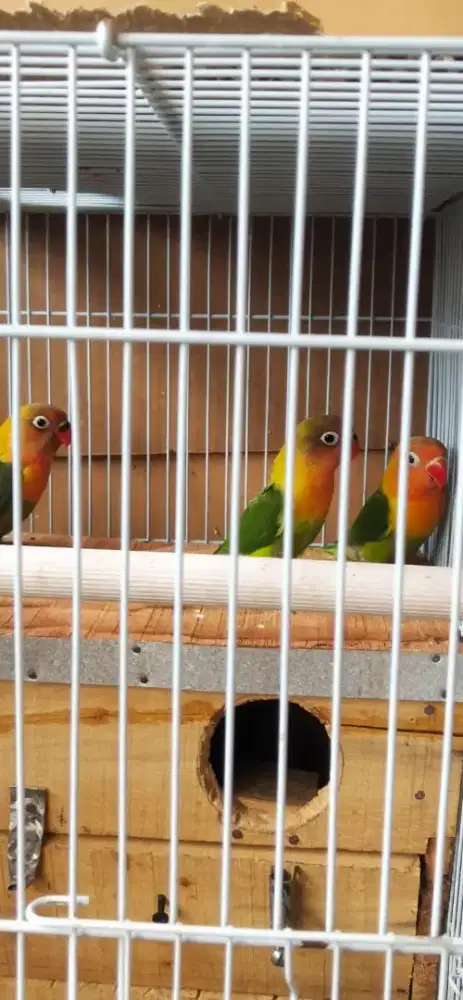 Ewing gold green anakan sudah makan milet