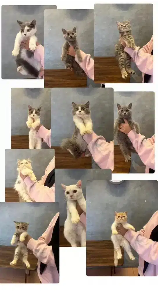 Kucing Kucing Kucing