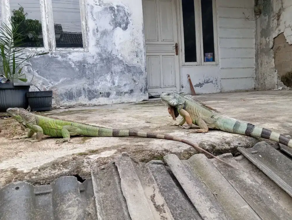 iguana sepasang jinak