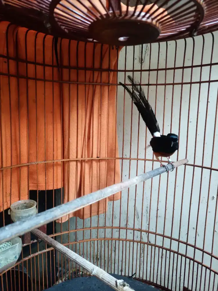 Jasa Penitipan Hewan