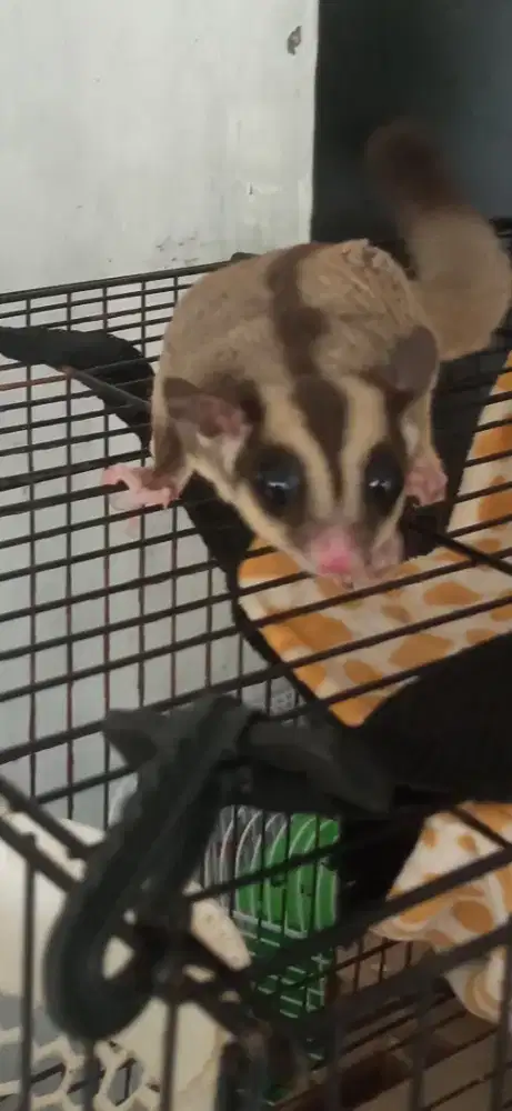 Sepasang sugar glider jantan dan betina