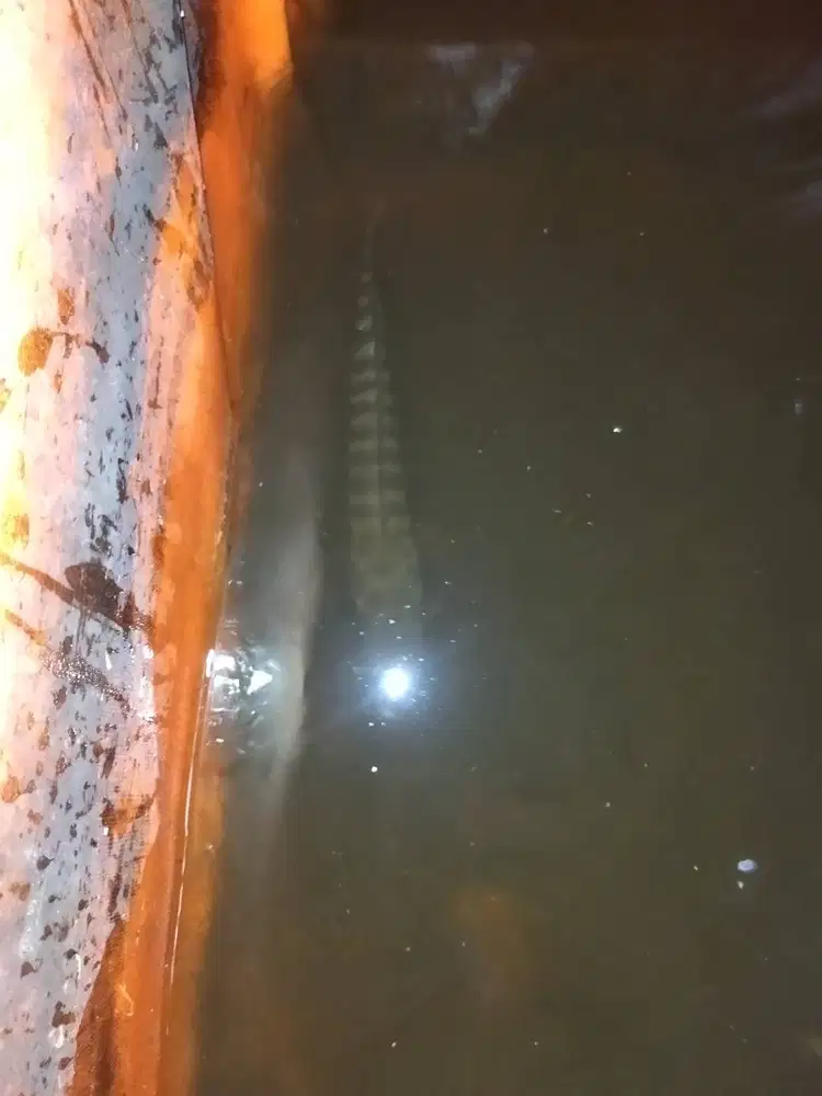 Ikan toman panjang 30cm