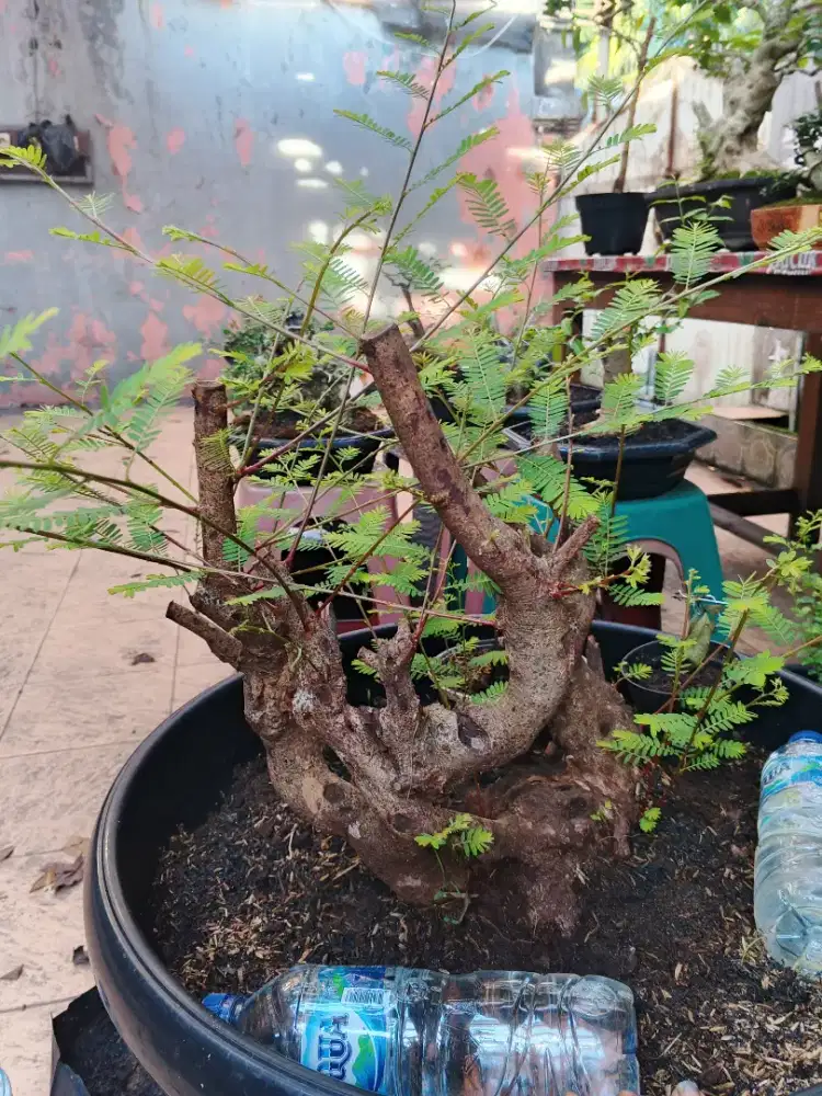 Bonsai asam malaka+pot murah
