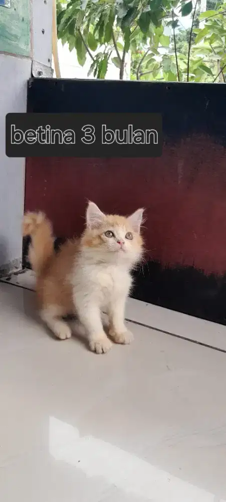 Kitten betina semua  3 bulan mahar untuk 1 kitten