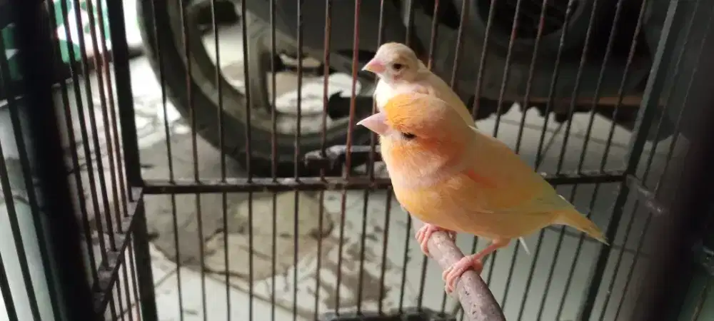 Kenari betina warna cerah