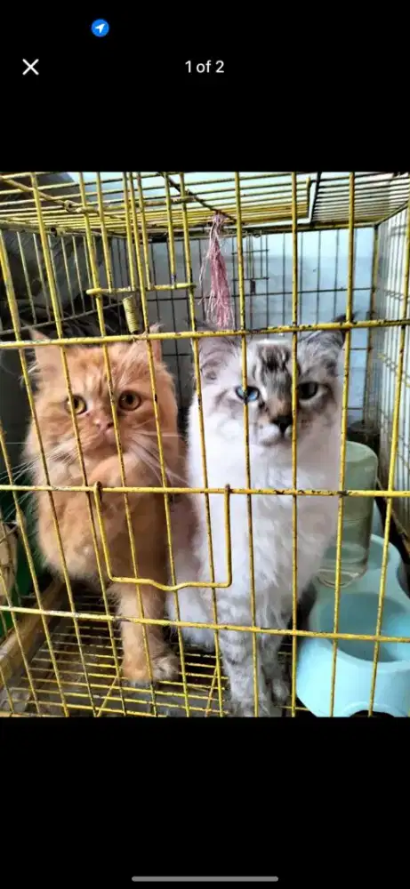 Lepas adopt 2 ekor kucing Persia jantan&Himalaya free kandang kucing
