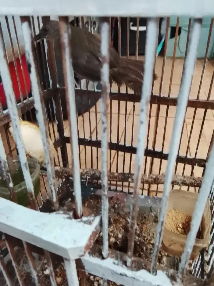 Jual burung merbah