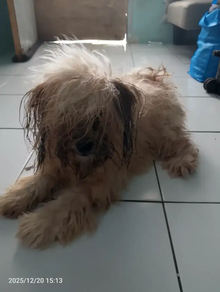 Anjing ras kecil bulu lebat