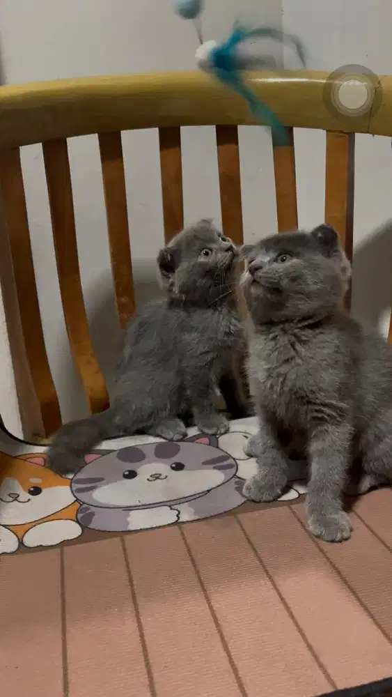 Scottish Fold X British short hair