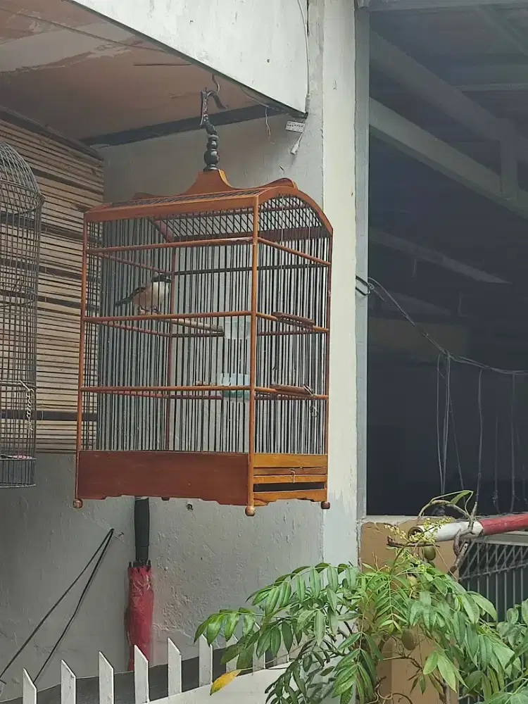 pentet gacoran full set kandang bagus