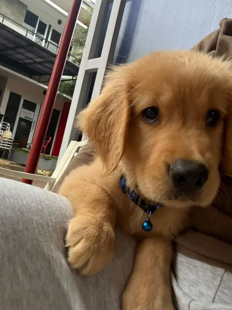 Puppy golden retriever jantan
