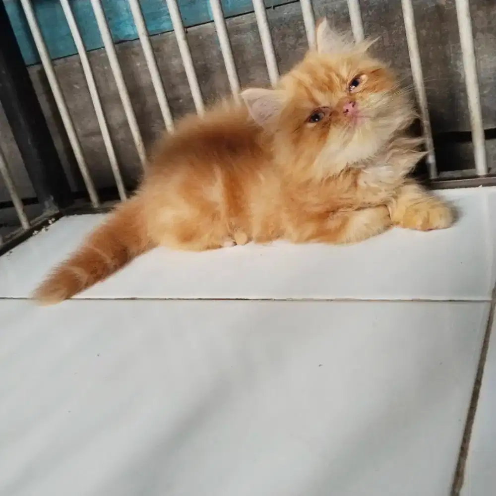 Kitten munckin ns jantan