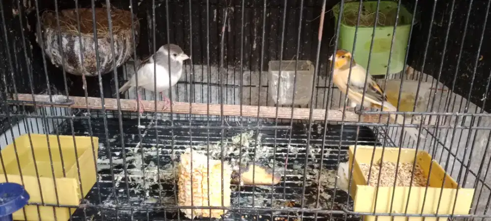 Kenari af x af sepasang produksi