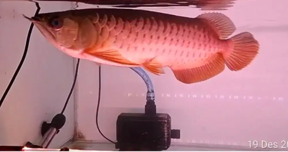 Ikan Arwana Golden Red