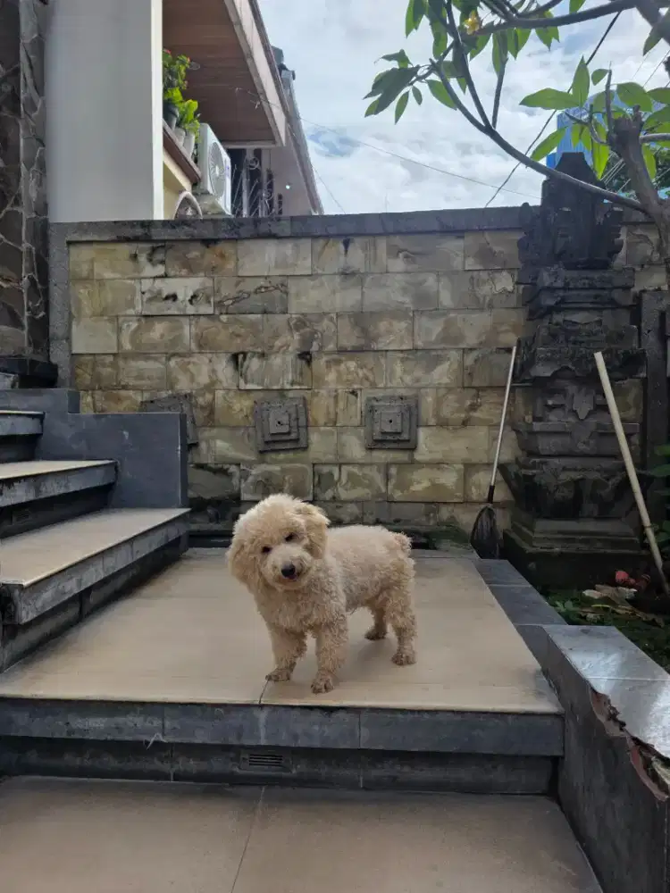 Adopt semi HIBAH AnjinG Adopt Poodle mini jantan