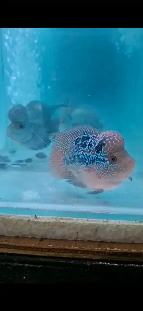 Ikan Louhan SB 10 cm SRD