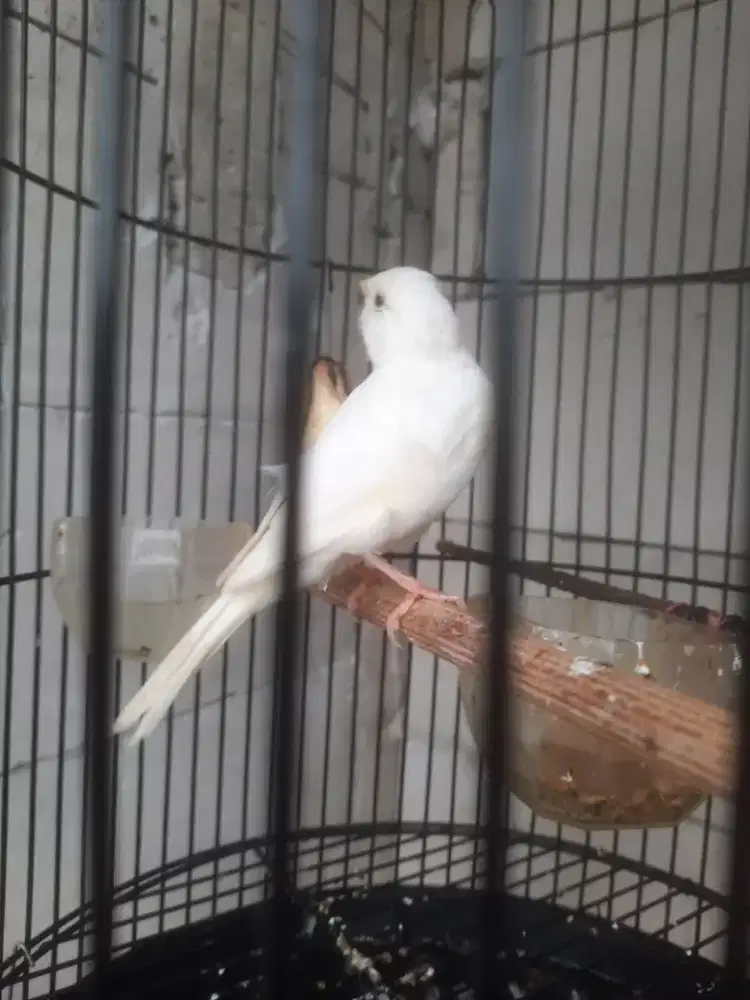 Loper Big body 3bulan Garansi Jantan