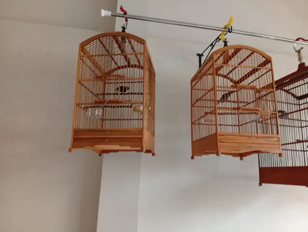 Burung masteran tepus kpl abu & Pntng gunung