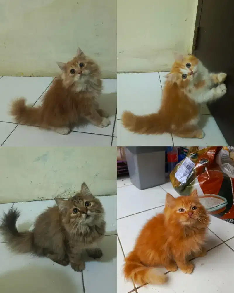 Kucing kitten Persia anggora
