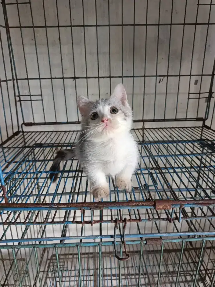 Kucing Munchkin jantan