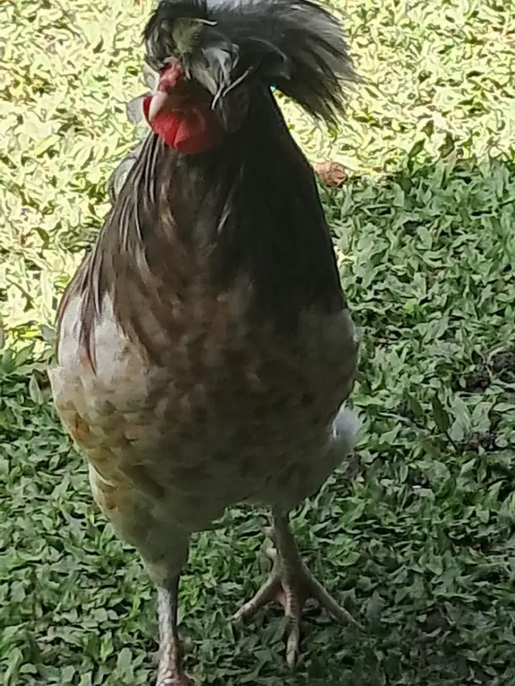 Ayam Poland jantan