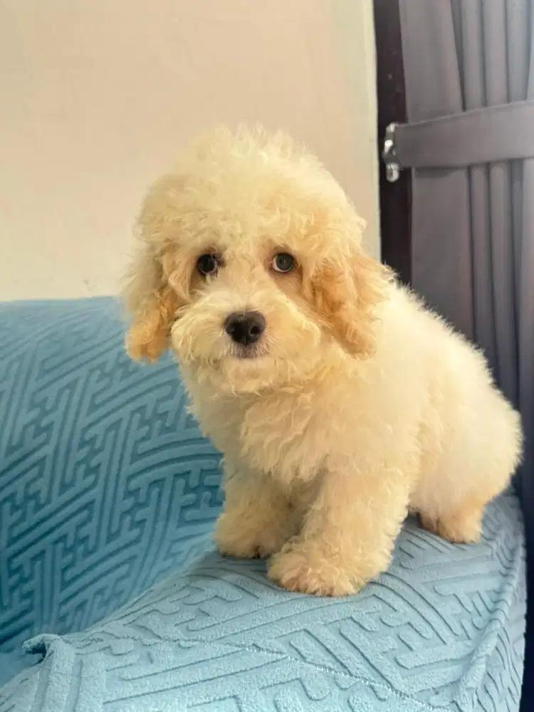 Poodle jantan 3 bulan