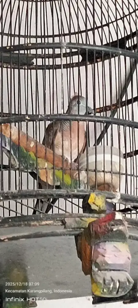 BURUNG PERKUTUT BANGKOK