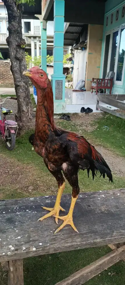 Ayam ekor lidi trah madura